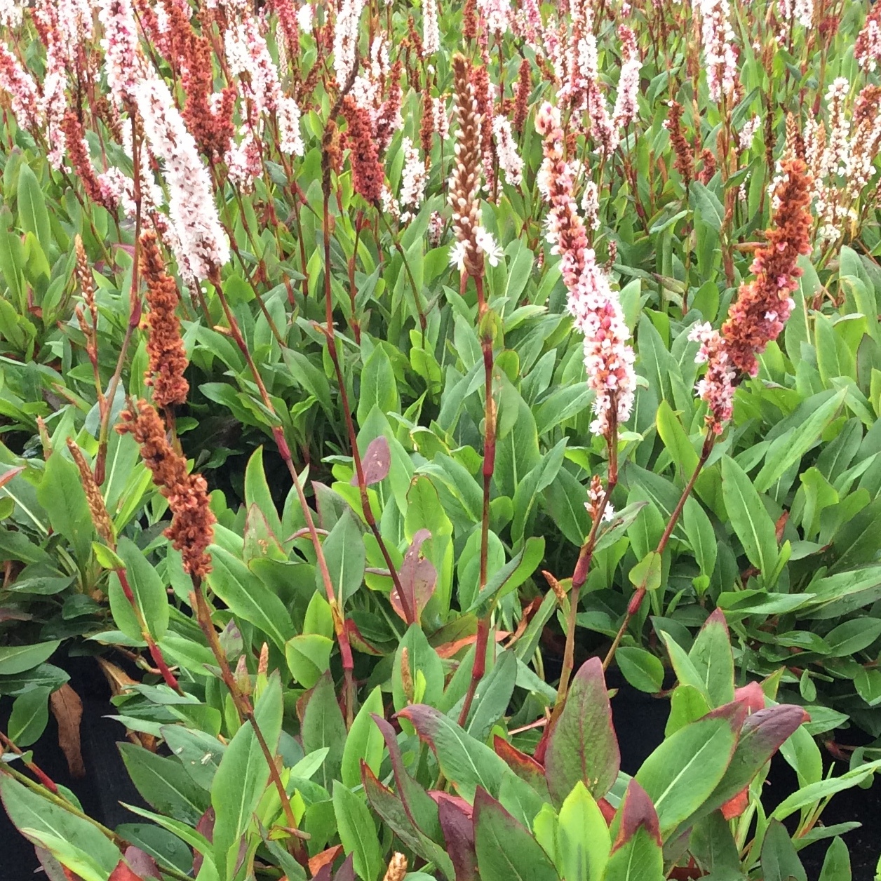 Polygonum affine 'Border Jewel'