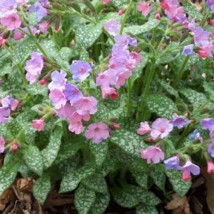 Pulmonaria saccharata 'Mrs Moon'