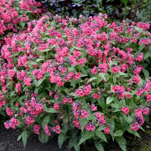 Pulmonaria 'Shrimps on the Barbie'
