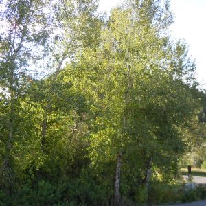 Populus balsamifera