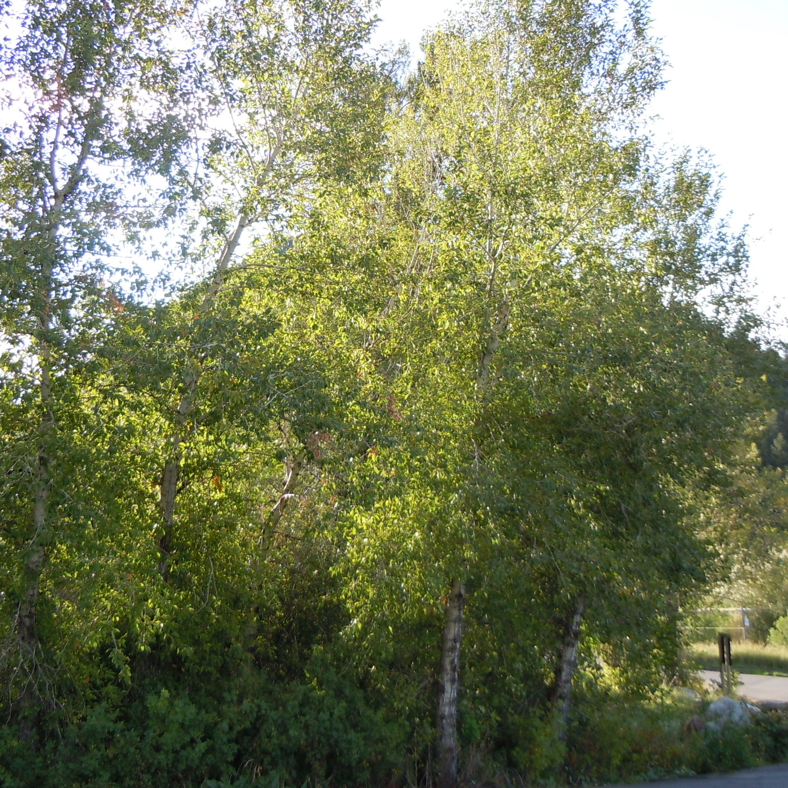 Populus balsamifera