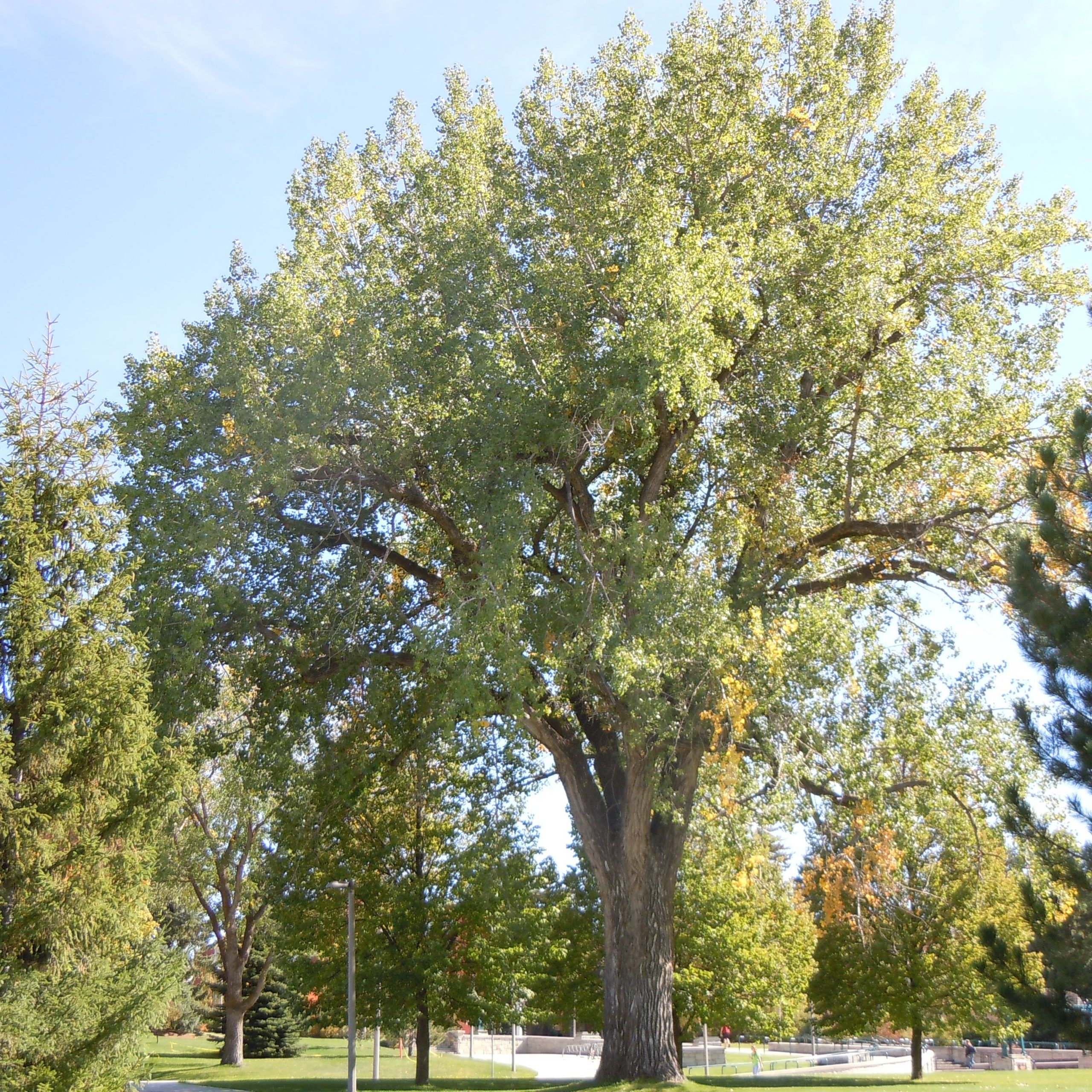 Populus deltoides
