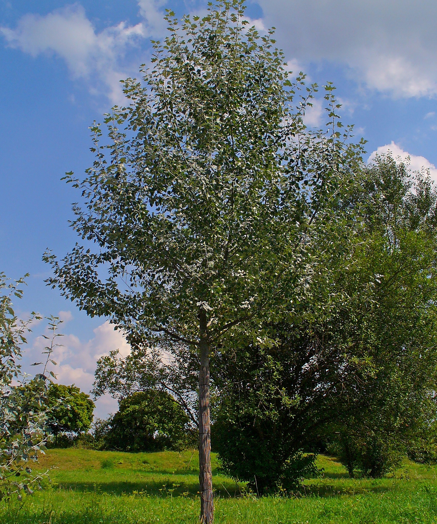 Populus deltoides 'Siouxland'