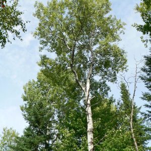 Populus tremuloides