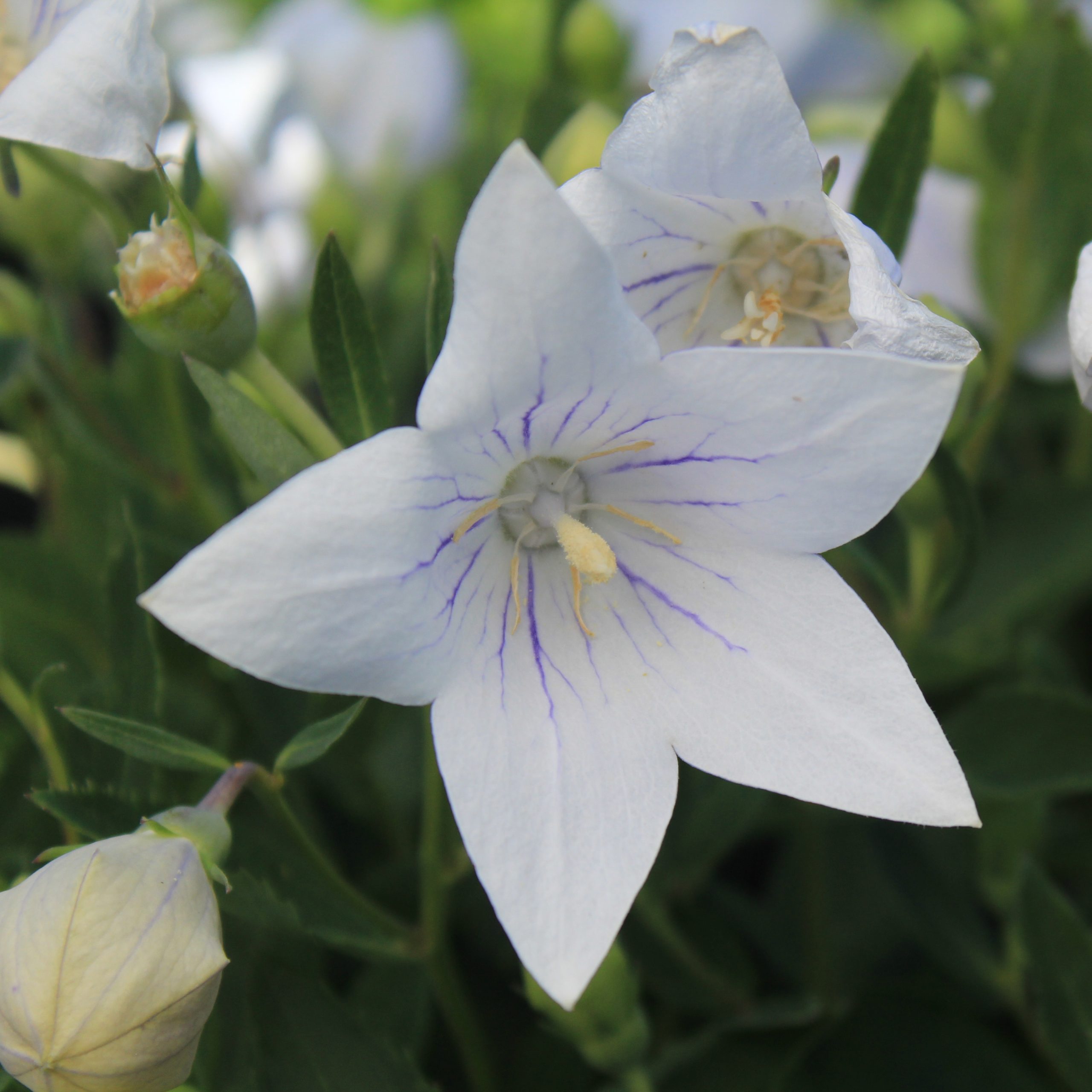 Platycodon grandiflorus 'Fairy Snow'