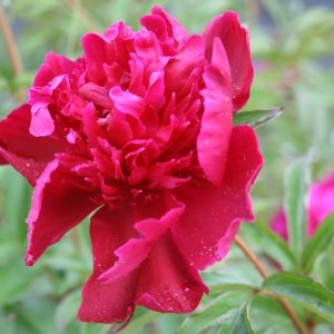 Paeonia lactiflora 'Felix Crousse'