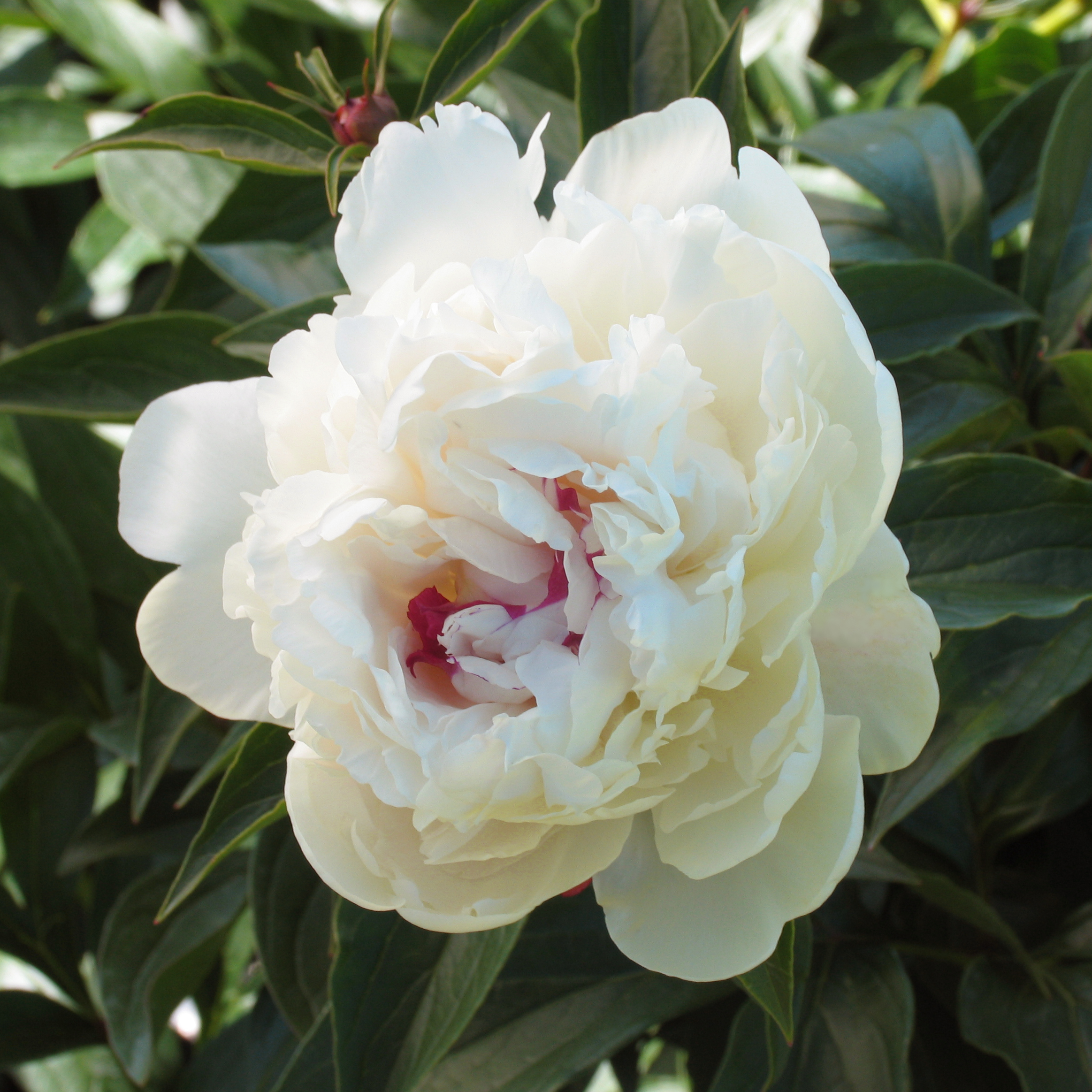 Paeonia lactiflora 'Festiva Maxima'