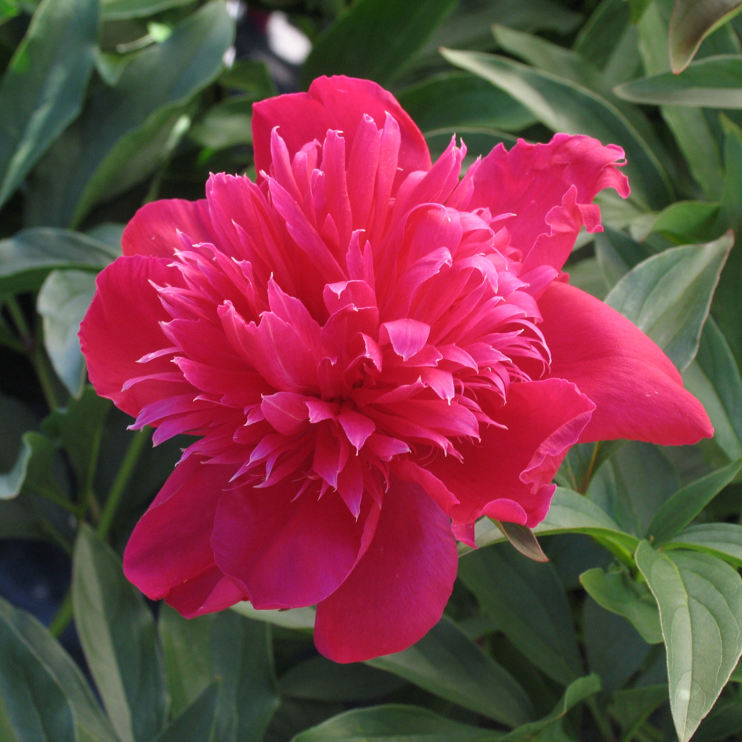 Paeonia lactiflora 'Inspecteur Lavergne'