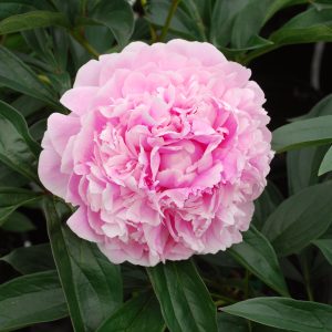 Paeonia lactiflora 'Sarah Bernhardt'