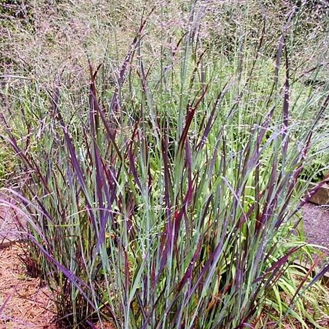 Panicum virgatum 'Blood Brothers'
