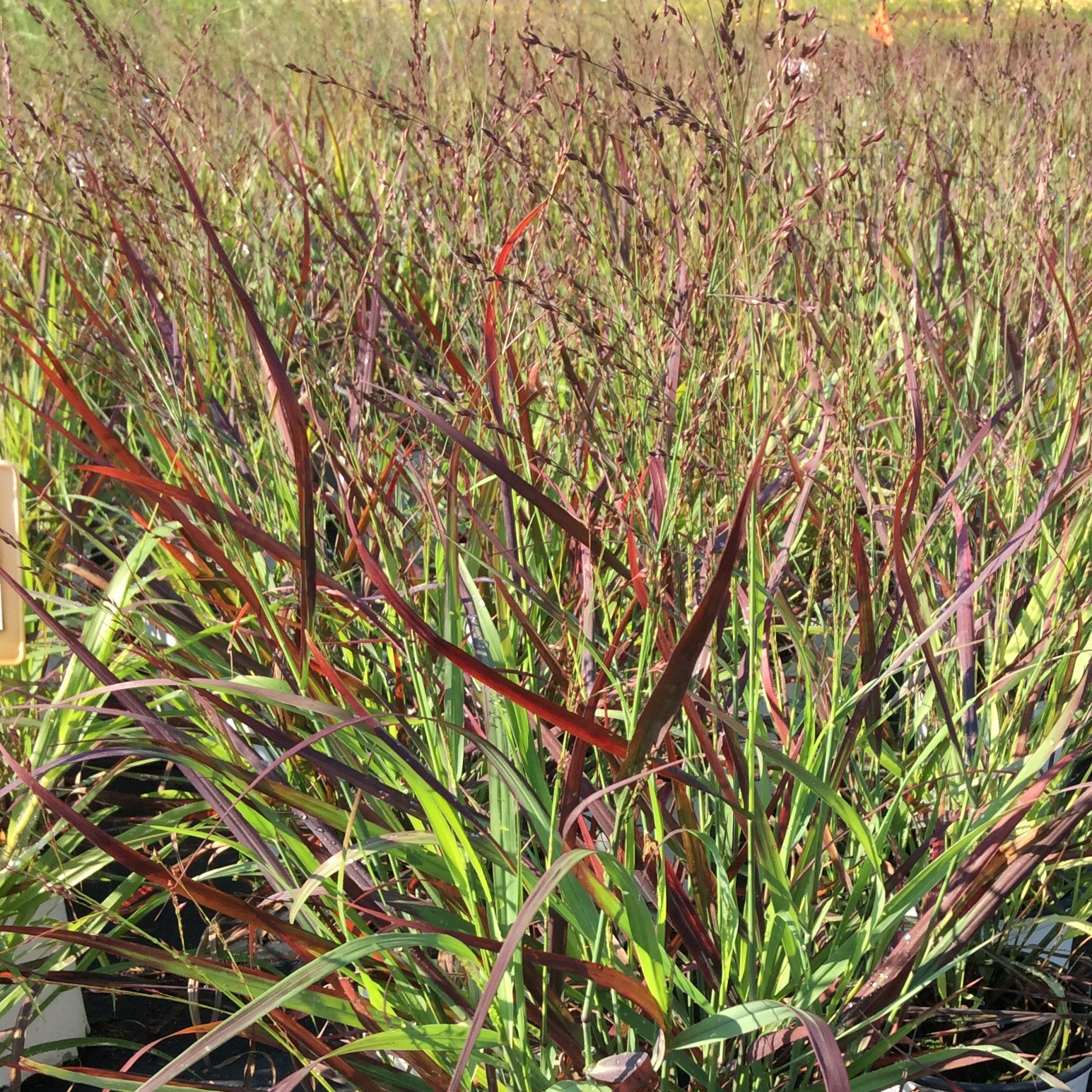 Panicum virgatum 'Cheyenne Sky'