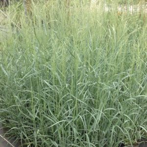 Panicum virgatum 'Heavy Metal'