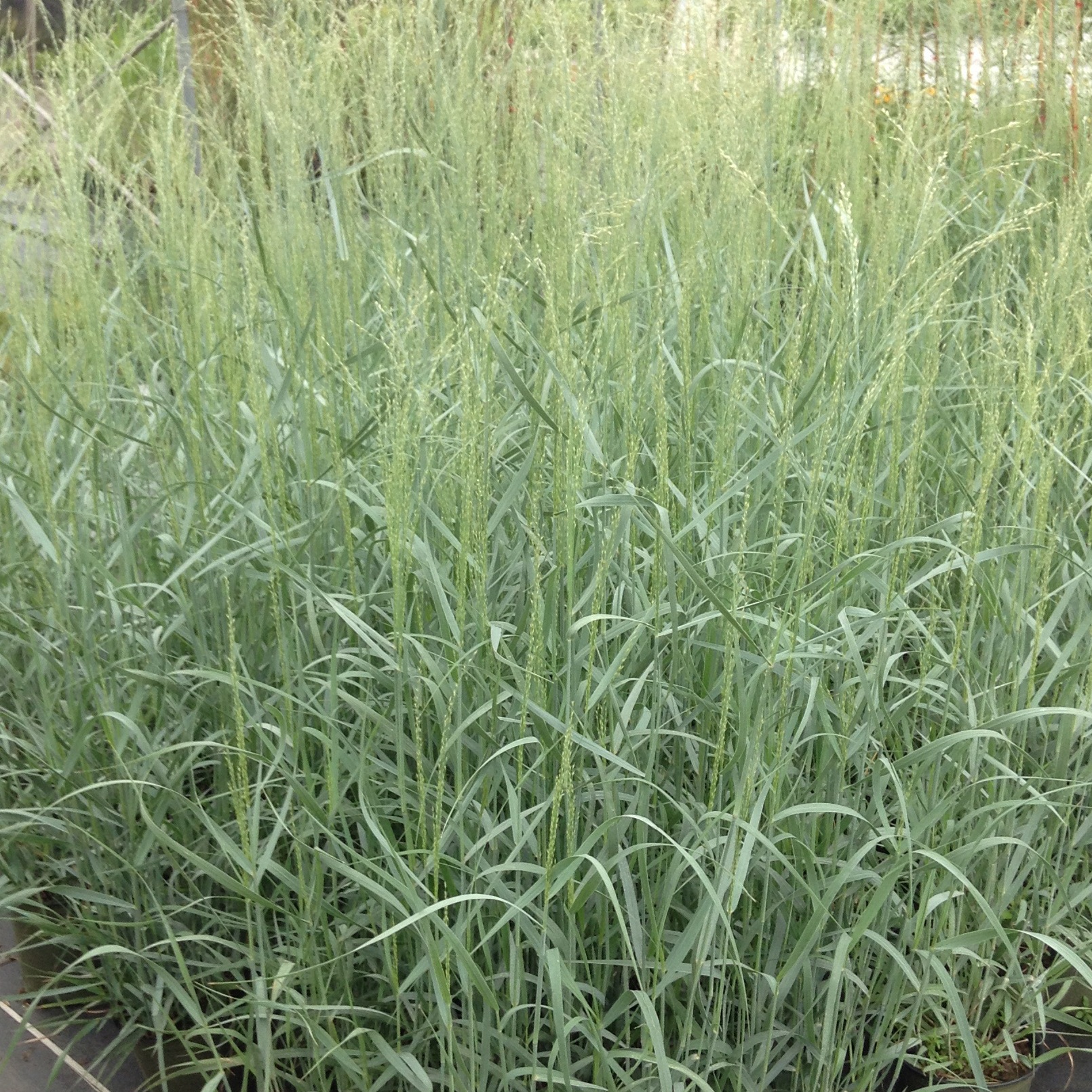 Panicum virgatum 'Heavy Metal'