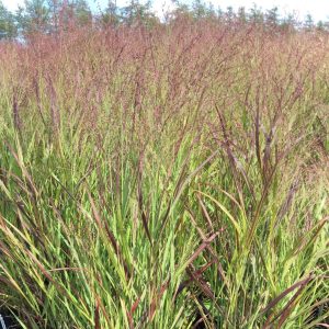 Panicum virgatum 'Shenandoah'