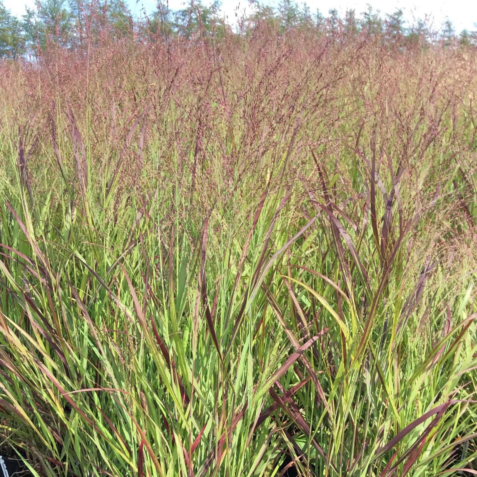 Panicum virgatum 'Shenandoah'