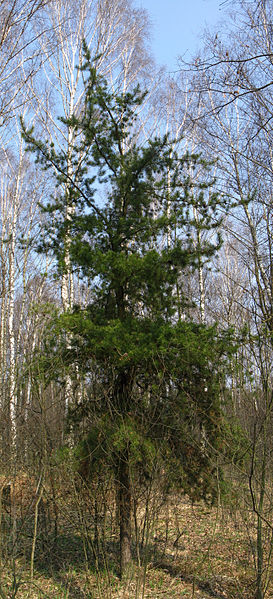 Pinus banksiana