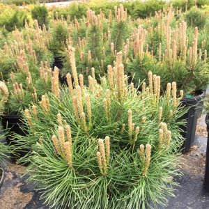 Pinus mugo 'Pumilio'