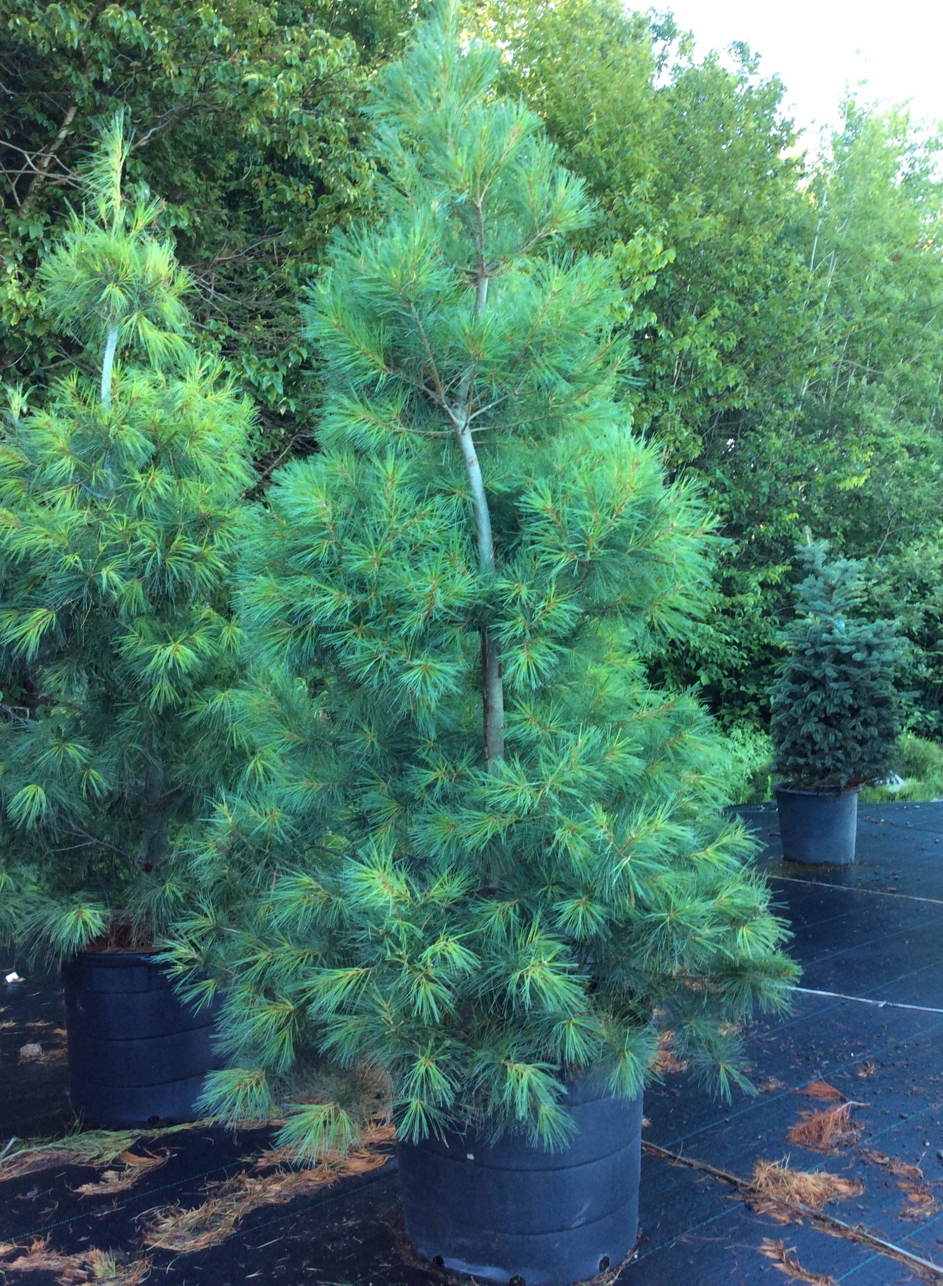 Pinus strobus