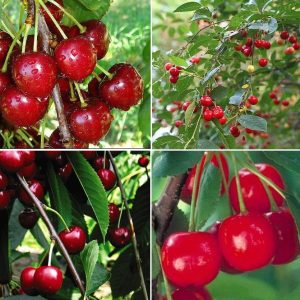 Prunus combination 'Cherry'