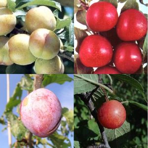 Prunus combination 'Plum'
