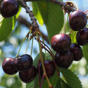 Prunus 'Carmine Jewel'