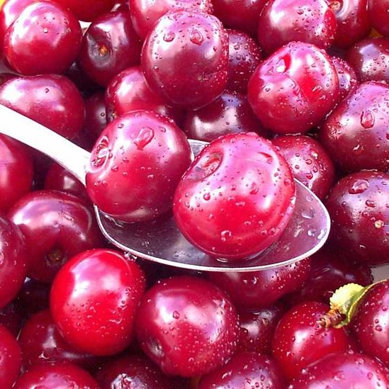 Prunus 'Crimson Passion'