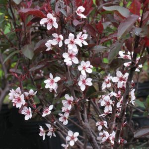 Prunus cistena