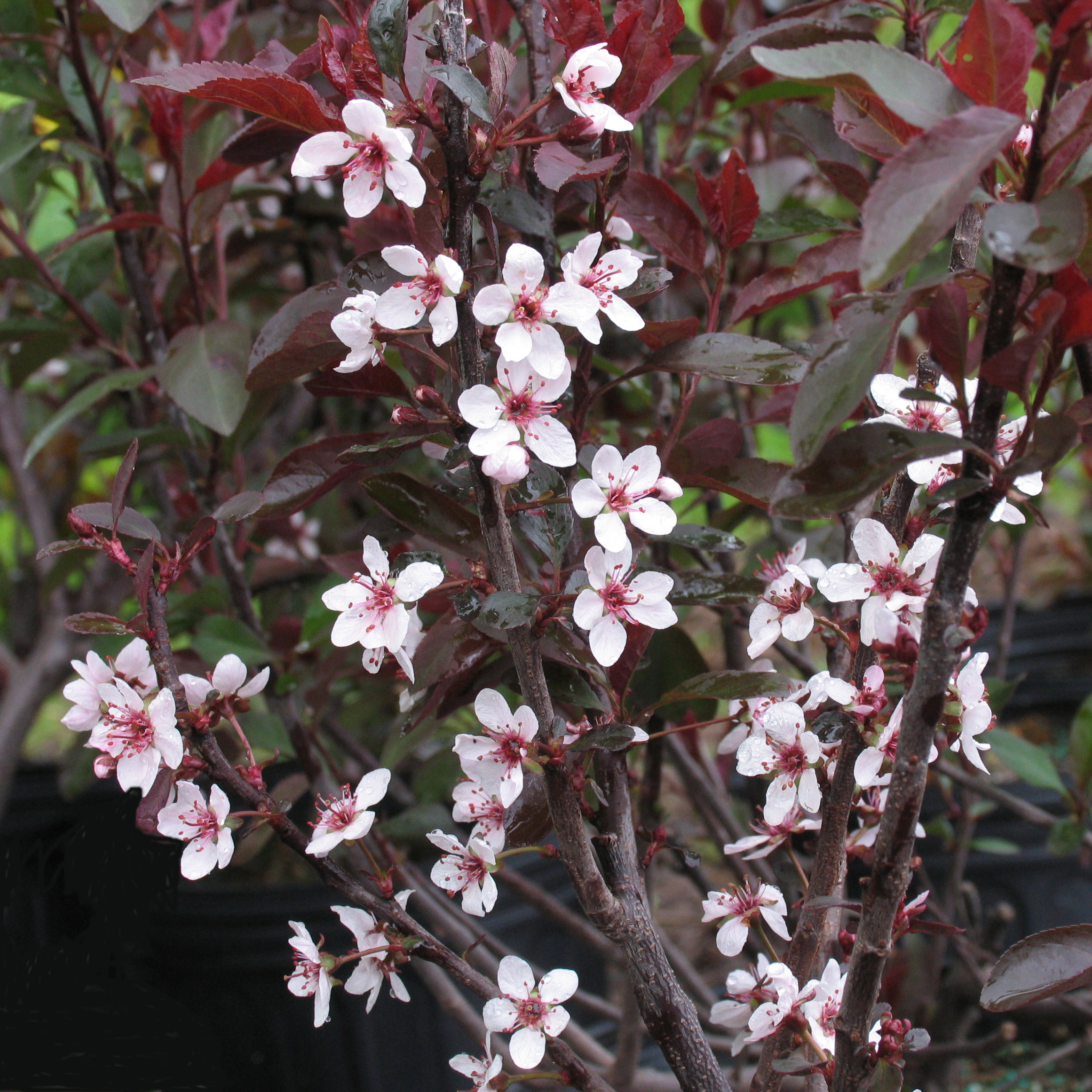 Prunus cistena