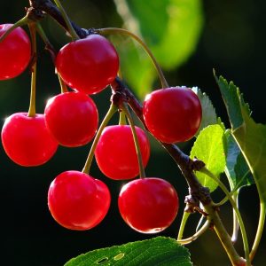 Prunus 'Montmorency'