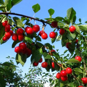 Prunus 'North Star'