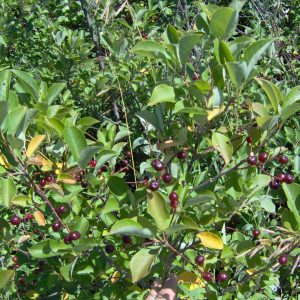 Prunus virginiana