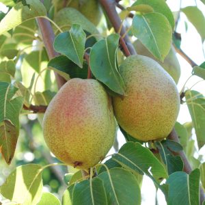 Pyrus 'Clapp Favourite'