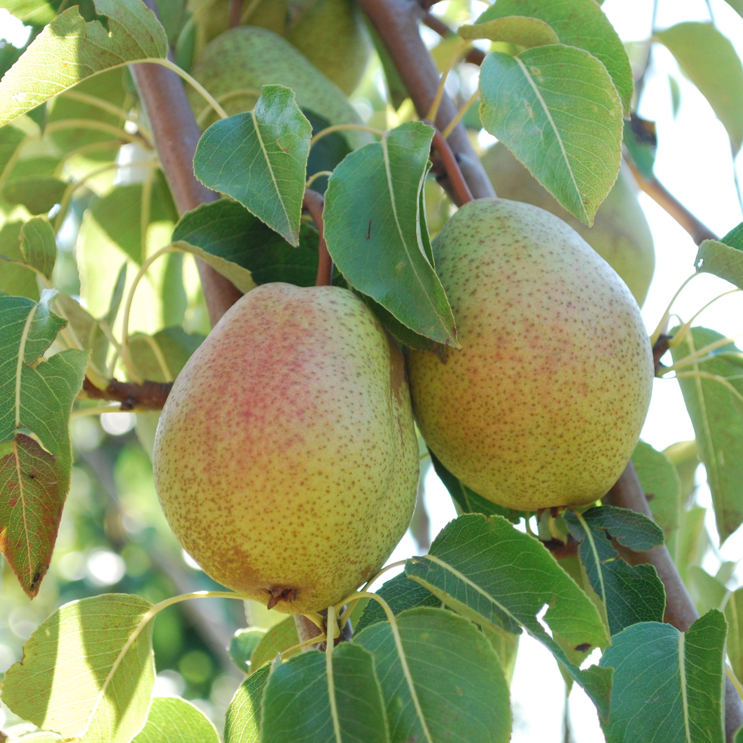 Pyrus 'Clapp Favourite'