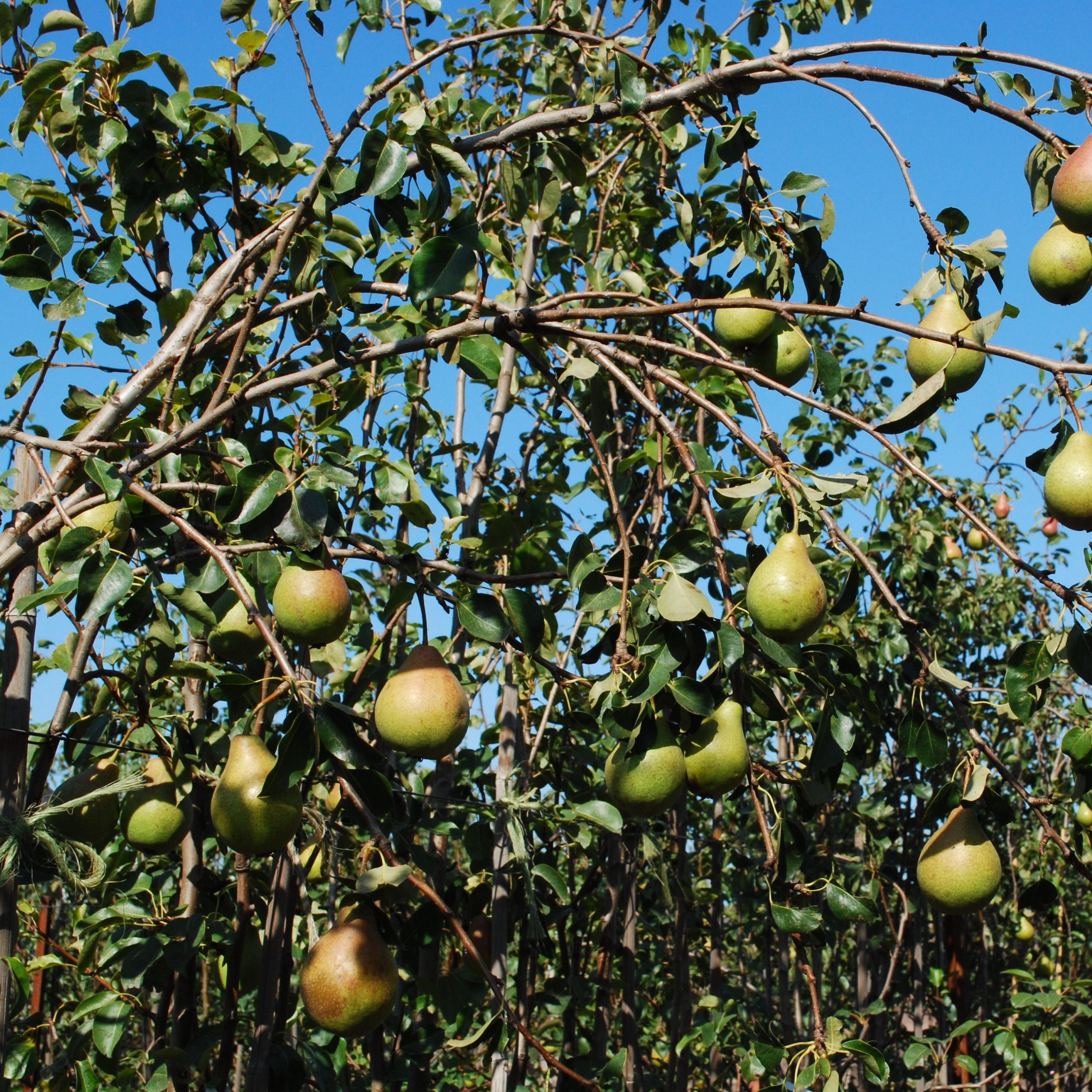 Pyrus combination 'Pear'