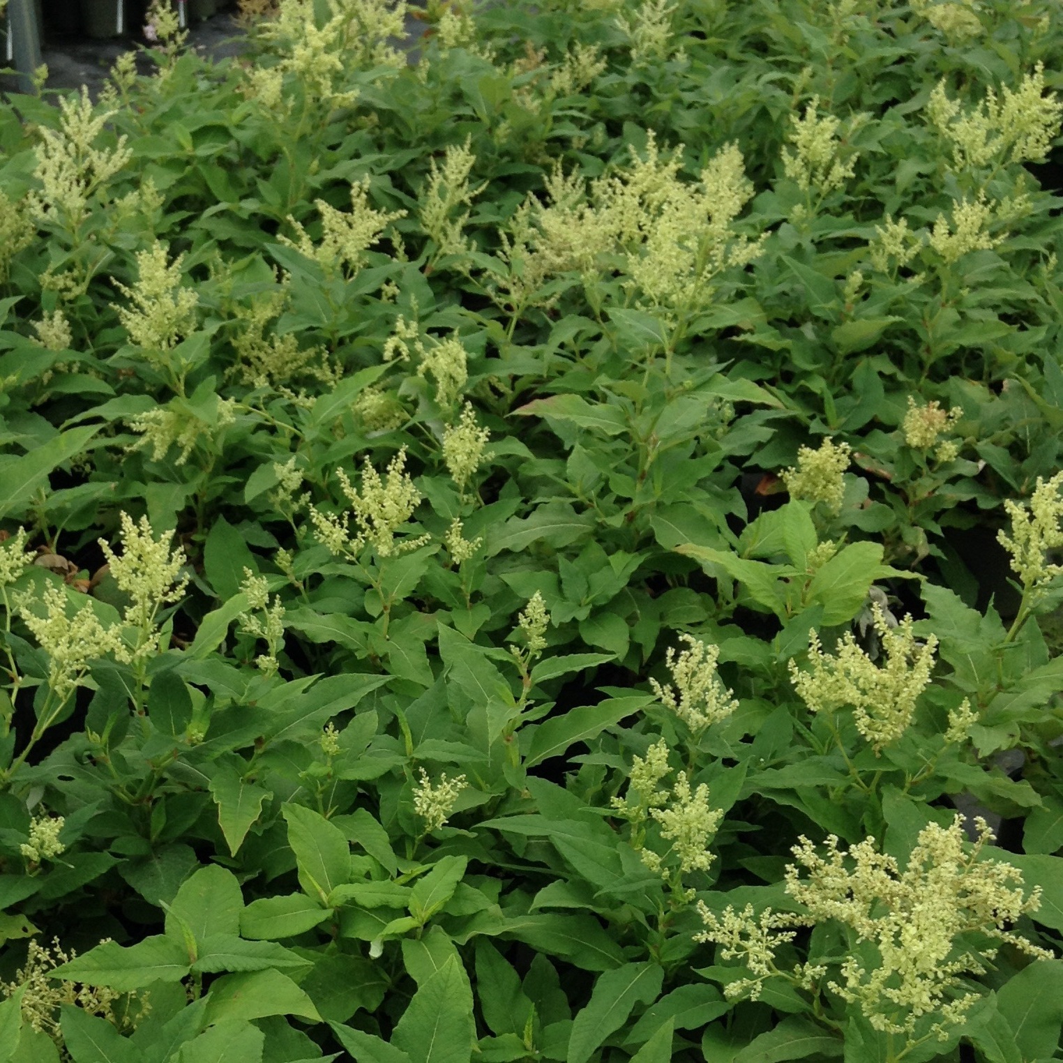 Persicaria polymorpha