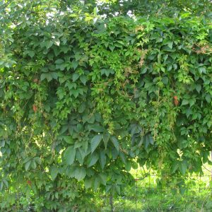 Parthenocissus quinquefolia 'Engelmannii'