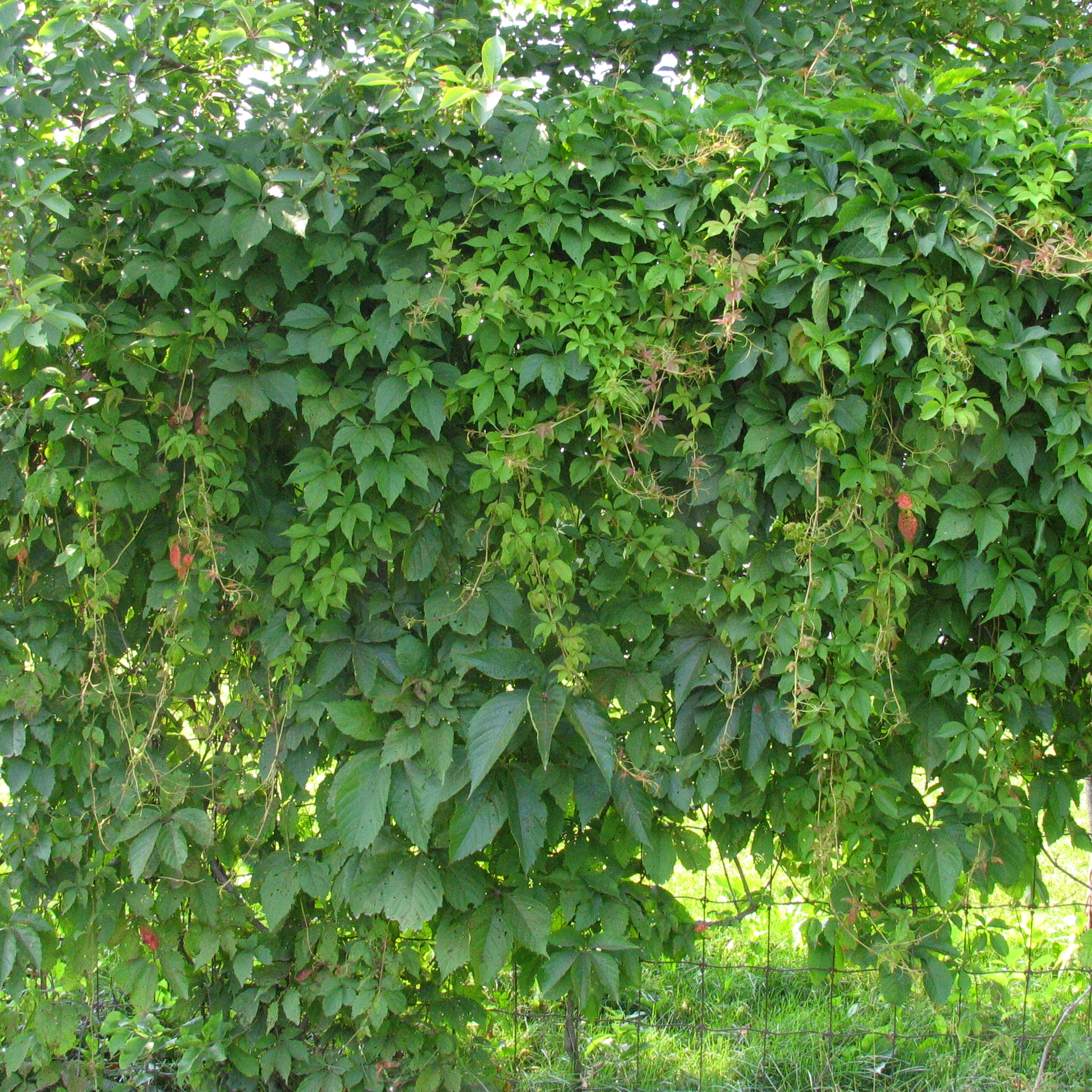 Parthenocissus quinquefolia 'Engelmannii'