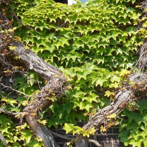Parthenocissus tricuspidata 'Veitchii'