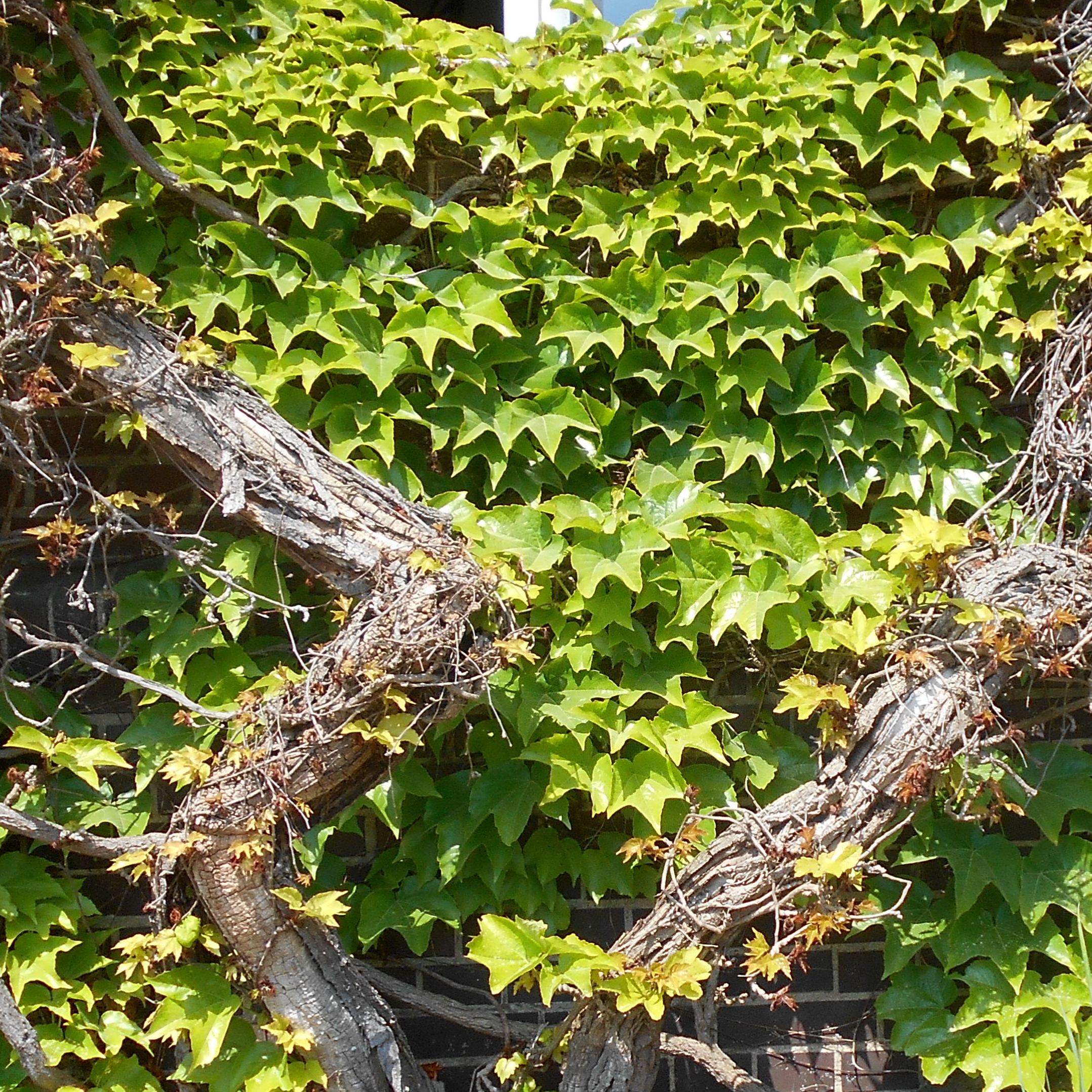 Parthenocissus tricuspidata 'Veitchii'