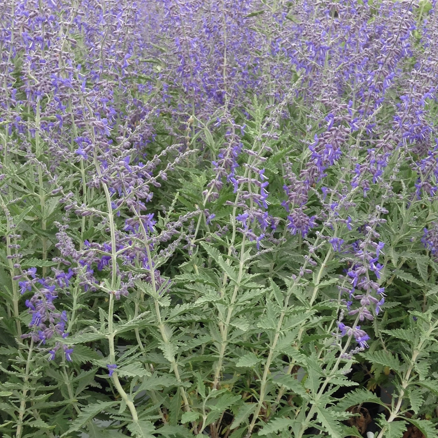 Perovskia atriplicifolia 'Crazy Blue'