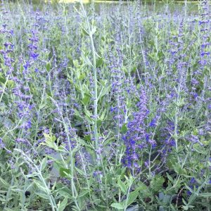 Perovskia atriplicifolia 'Little Spire'