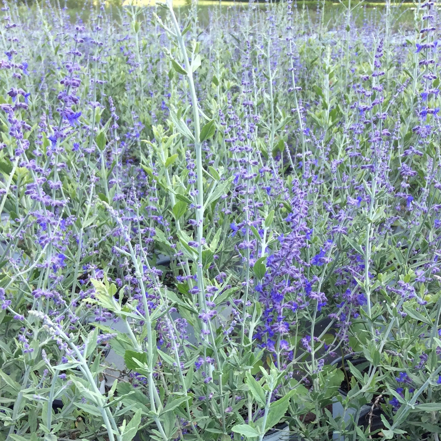 Perovskia atriplicifolia 'Little Spire'