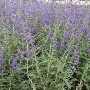 Perovskia atriplicifolia 'Rocketman'