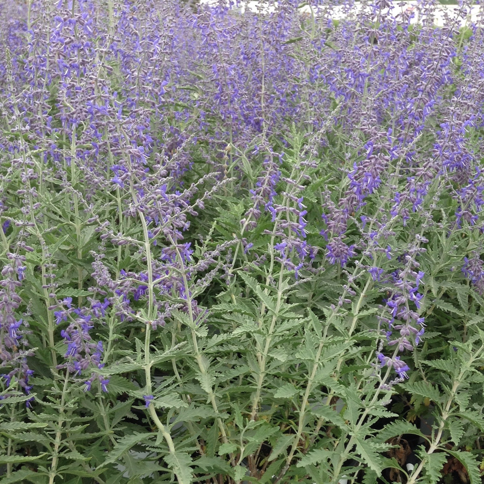 Perovskia atriplicifolia 'Rocketman'