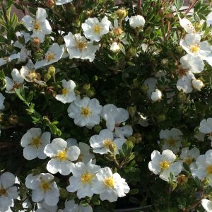 Potentilla fruticosa 'Abbotswood'