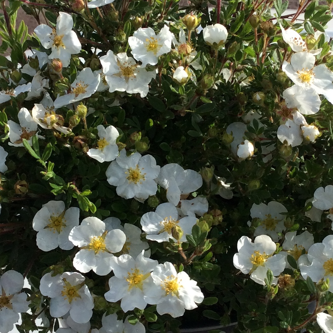 Potentilla fruticosa 'Abbotswood'