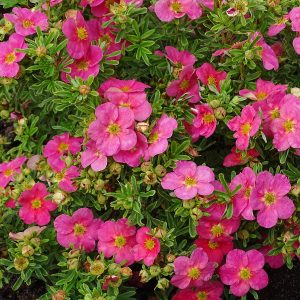 Potentilla fruticosa 'Bella Bellissima'