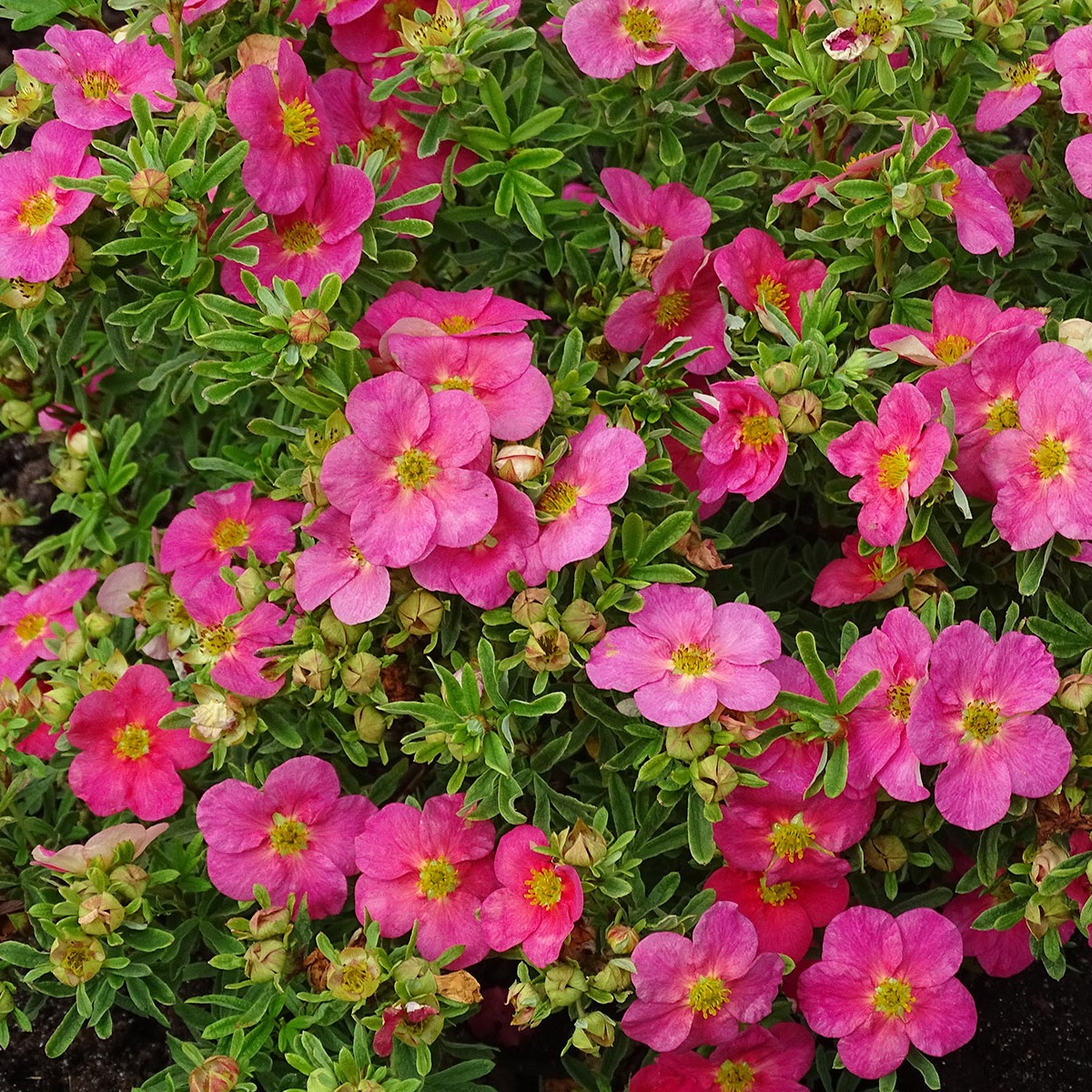 Potentilla fruticosa 'Bella Bellissima'