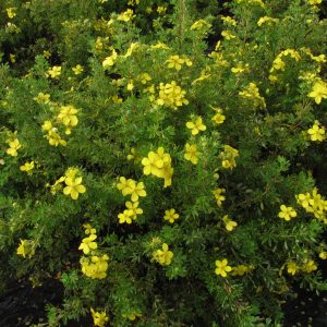Potentilla fruticosa 'Goldfinger'