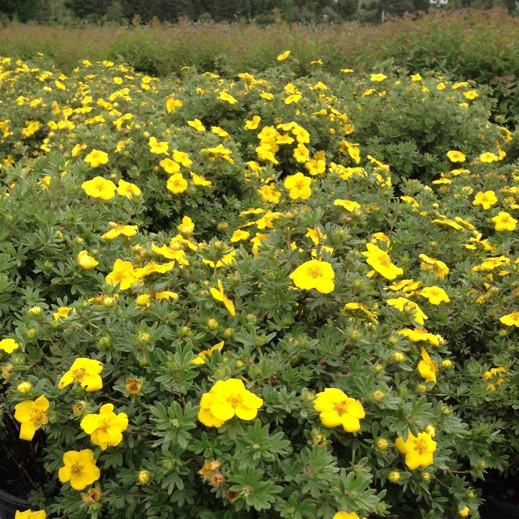 Potentilla fruticosa 'Goldstar'